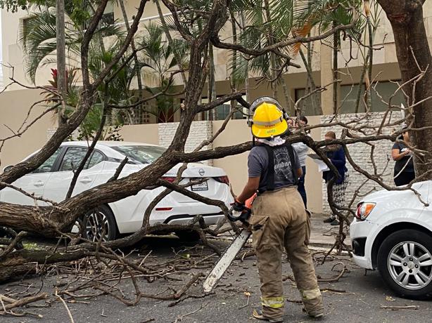 Norte derriba árbol y daña dos autos en el fraccionamiento Reforma