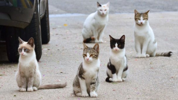 Café Jarocho: Endurecer la vigilancia animal