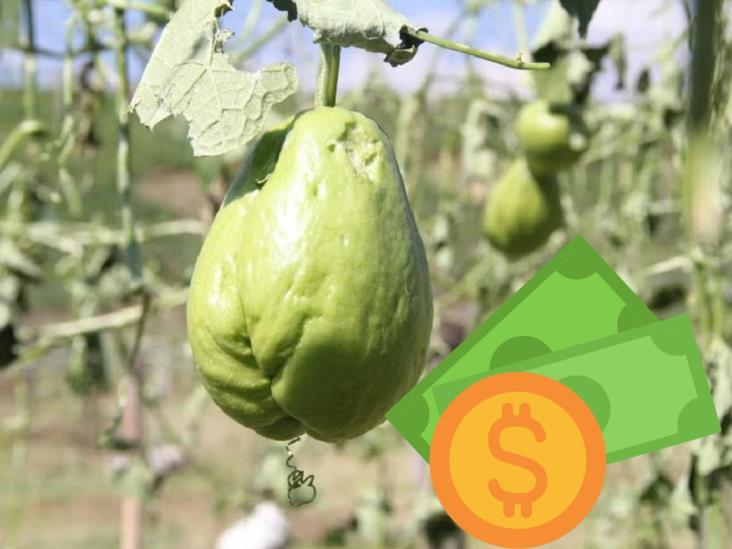 Suradas y precios bajos arruinan a productores de chayote de Veracruz