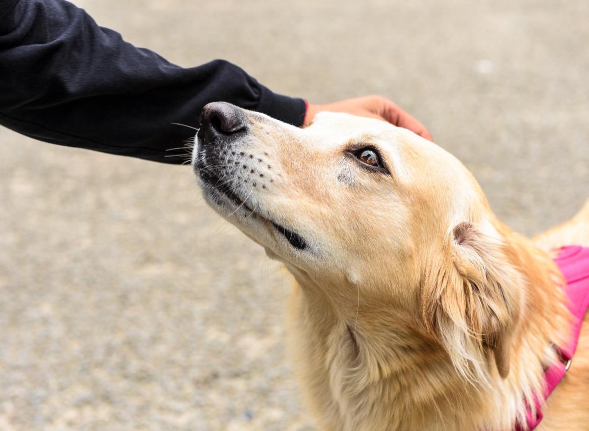 Endurecer la vigilancia animal