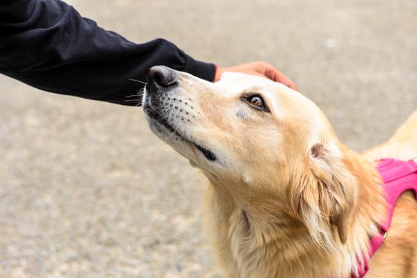 Endurecer la vigilancia animal