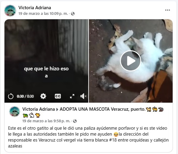 Denuncian agresiones a gatos en colonia de Veracruz; en cuatro meses han muerto 8