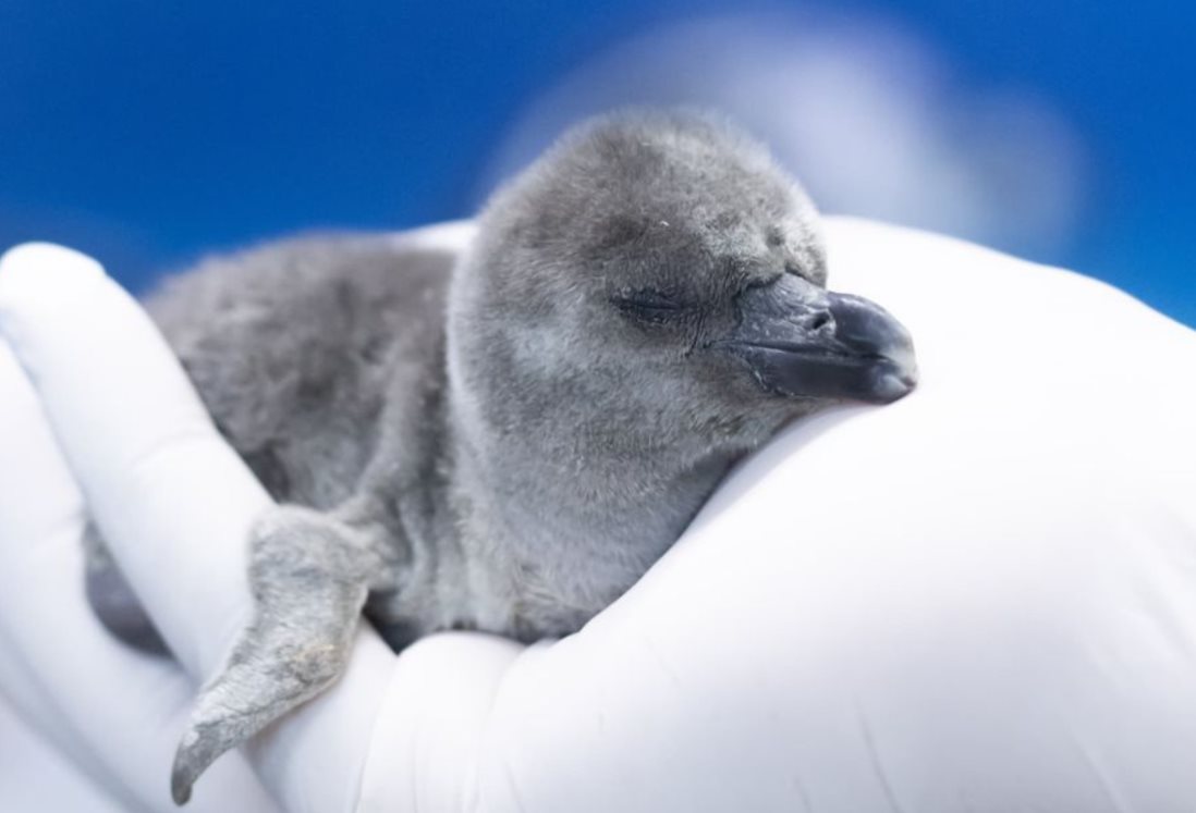 Nace cría de un pingüino de Humboldt en el Aquarium de Veracruz