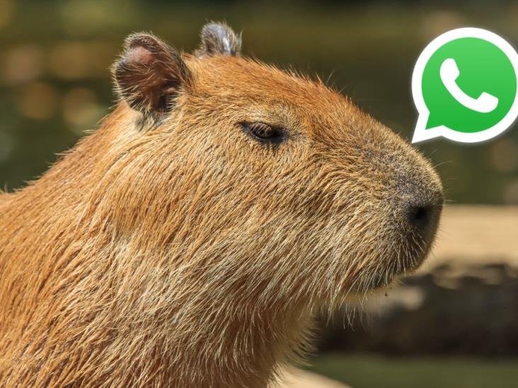 ¿Cómo activar el modo capibara en WhatsApp?