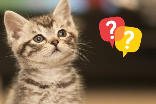 ¿Tu gato es feliz? Así puedes saberlo