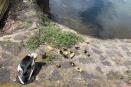 Lanzan SOS: ahora se roban pato del Lago de Las Ánimas de Xalapa