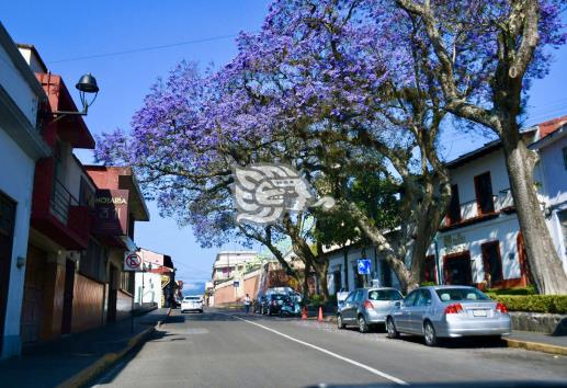 Calles y avenidas de Xalapa se cubren de violeta; ¡Florecen las Jacarandas!