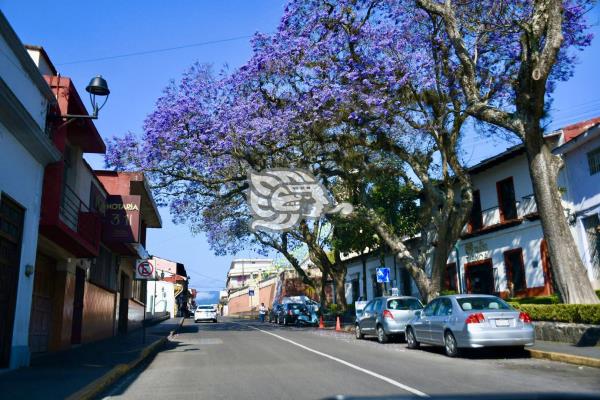 Calles y avenidas de Xalapa se cubren de violeta; ¡Florecen las Jacarandas!