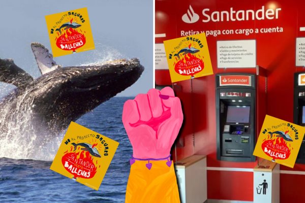 Boicot a banco Santander: La campaña de stickers que denuncia el ecocidio de ballenas