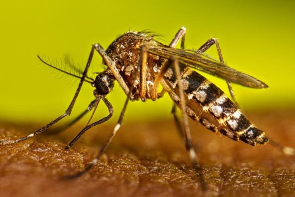 En San Andrés Tuxtla: campaña intensiva contra el dengue