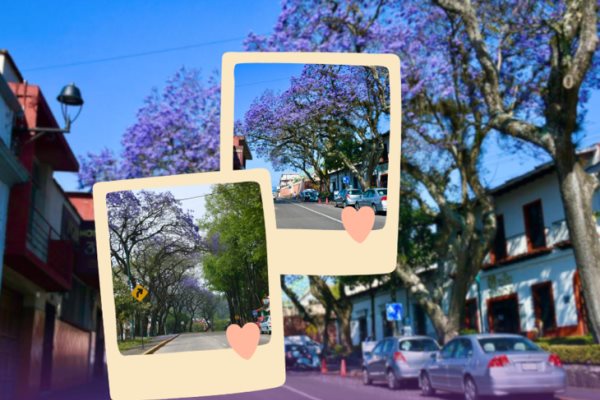 ¡Xalapa de morado! estas son las zonas donde puedes encontrar jacarandas