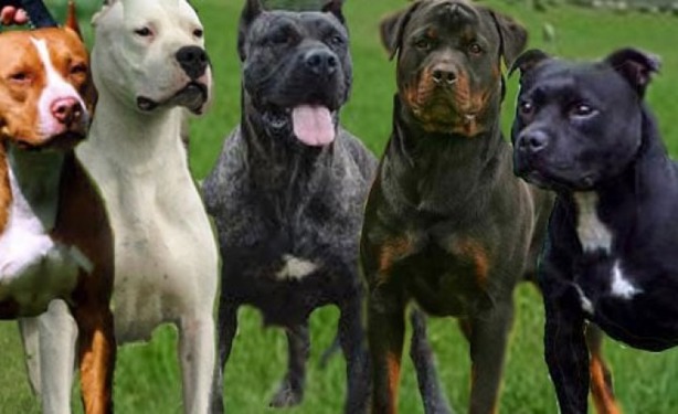 Esta es la multa por sacar a pasear a tu perro sin correa y bozal en Veracruz