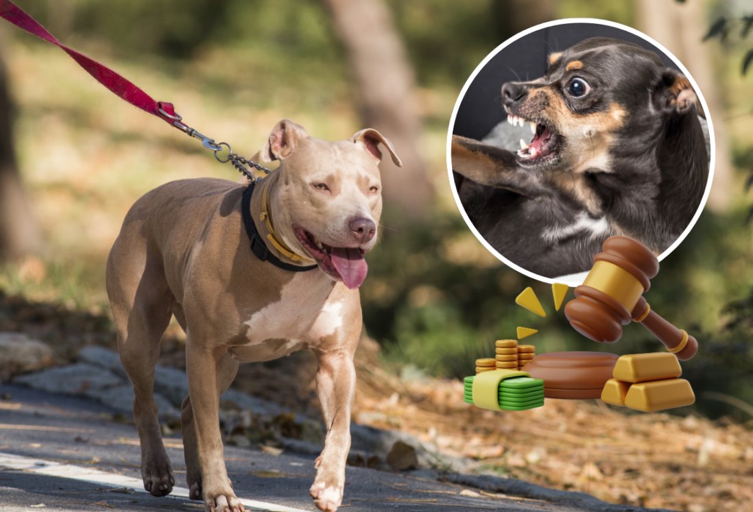 Esta es la multa por sacar a pasear a tu perro sin correa y bozal en Veracruz