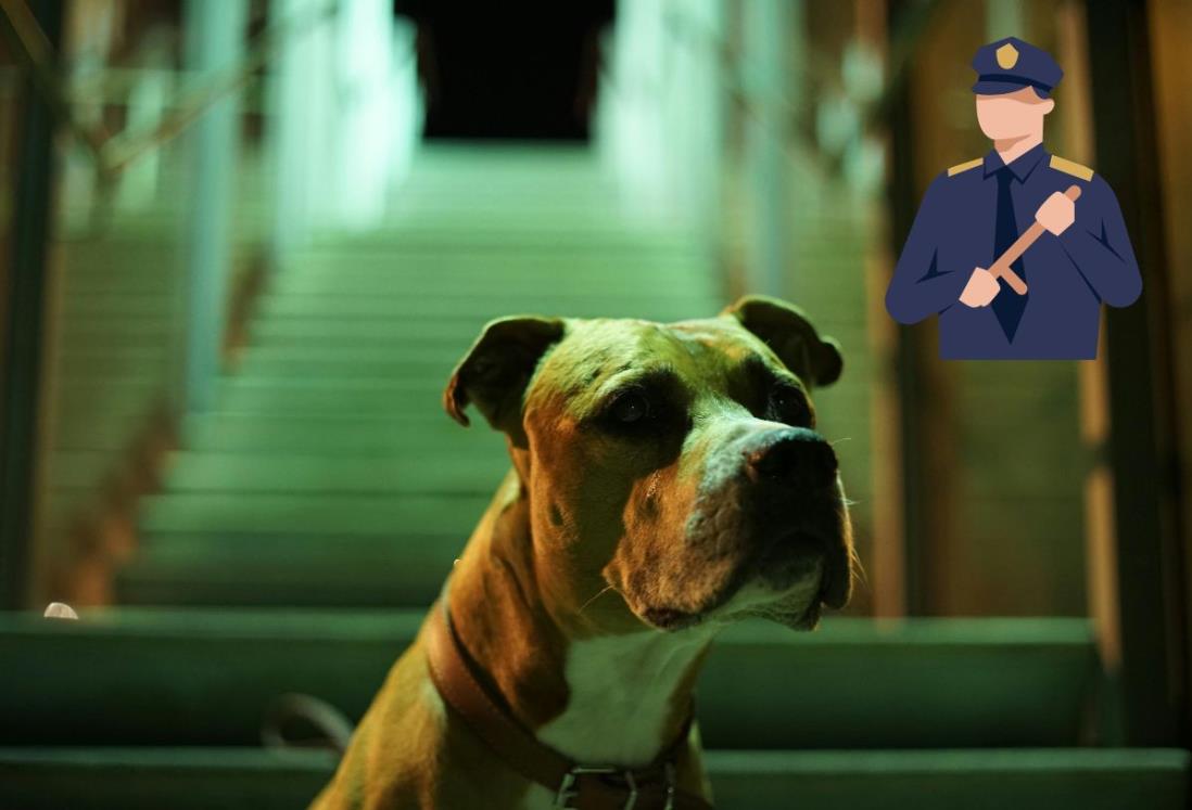 ¿Qué ocurre cuando un perro mata a una persona? Esto se sabe sobre el destino del animal