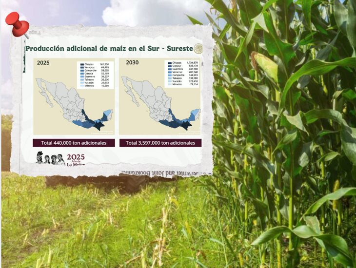 Veracruz será el segundo estado con mayor apoyo a la producción de maíz: Sheinbaum (+VIDEO)