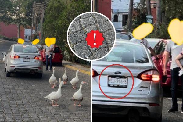 Indignación en Las Ánimas: conductor arrolla a gansos y mata a una cría
