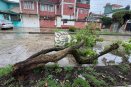 Fuerte lluvia en Xalapa, derriba un arbusto en la colonia Obrera Campesina (+VIDEO) 