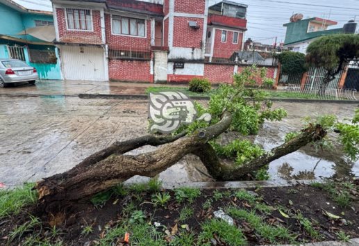 Fuerte lluvia en Xalapa, derriba un arbusto en la colonia Obrera Campesina (+VIDEO) 
