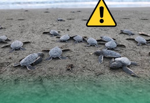 Inicia temporada de desove de tortugas en playas veracruzanas; llaman a cuidar entorno