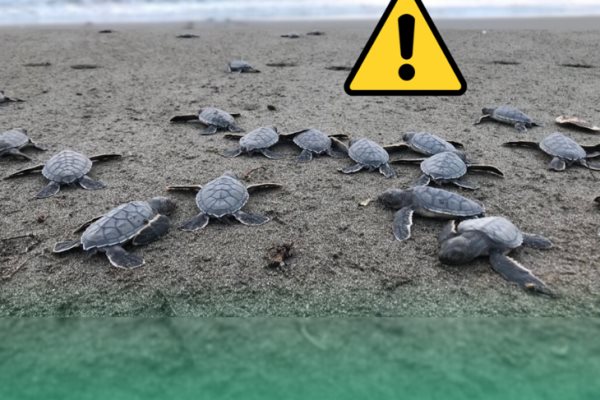 Inicia temporada de desove de tortugas en playas veracruzanas; llaman a cuidar entorno