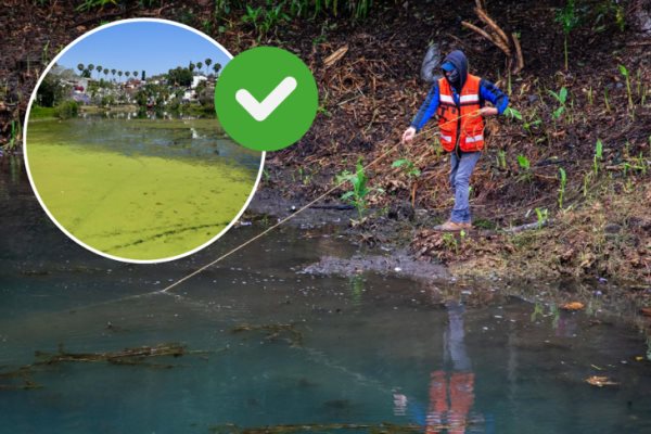 Continúan trabajos de limpieza en el lago de Las Ánimas en Xalapa