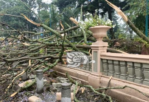 Justo en el parque Juárez; enormes ramas caen de un árbol en centro de Xalapa