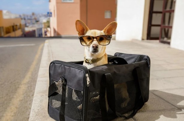 Exhortan a cuidar a sus perros a las personas que salgan de vacaciones de Semana Santa 2025