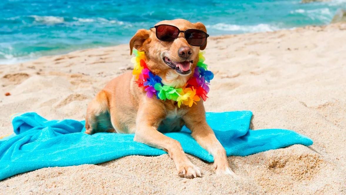 Exhortan a cuidar a sus perros a las personas que salgan de vacaciones de Semana Santa 2025
