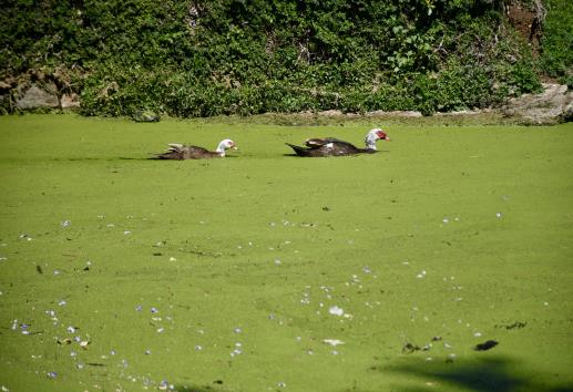Contaminación en lago de Las Ánimas en Xalapa no debe politizarse