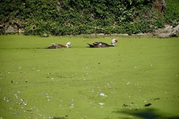Contaminación en lago de Las Ánimas en Xalapa no debe politizarse