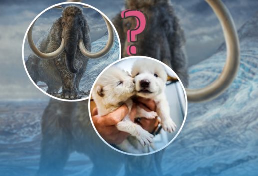 ¿El mamut?: estos son otros animales que podrían desextinguirse además del lobo terrible 