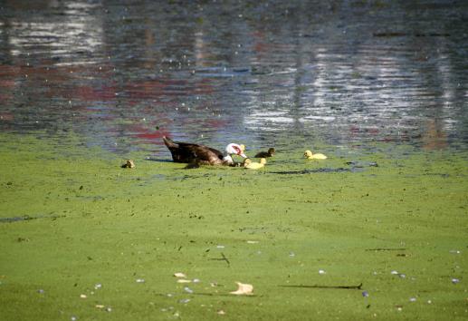 Piden a Sedema inspeccione lago de Las Ánimas en Xalapa