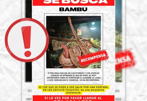 Buscan a Bambú, serpiente desapareció en Xalapa; en Los Tecajetes