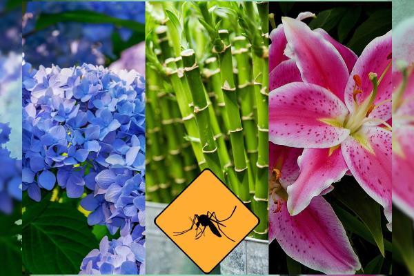 Plantas que NO debes tener en casa si quieres alejar a los mosquitos