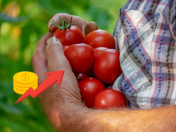 Tomate mexicano no se salva de aranceles de Donald Trump; les aplicarán 21 %