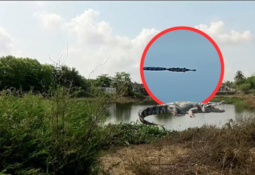 Alertan por avistamiento de cocodrilos en estas dos lagunas de fraccionamientos de Veracruz | VIDEO