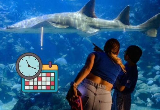 ¡Atento! Este es el horario especial del Aquarium de Veracruz para Semana Santa 2025