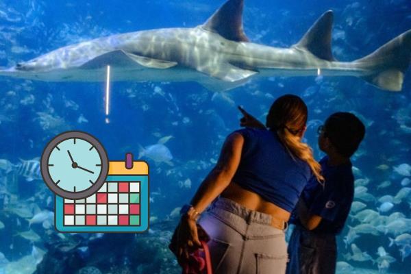 ¡Atento! Este es el horario especial del Aquarium de Veracruz para Semana Santa 2025