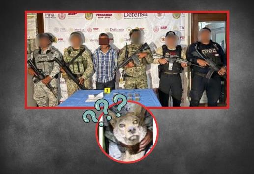 Hasta un coyote; aseguran drogas y detienen a sujeto en operativo en Yanga