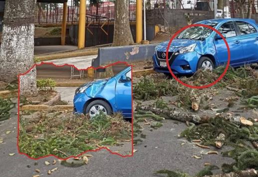 ¡Por poquito! Rama de árbol cae sobre un auto en Huatusco; ¿y los ocupantes?