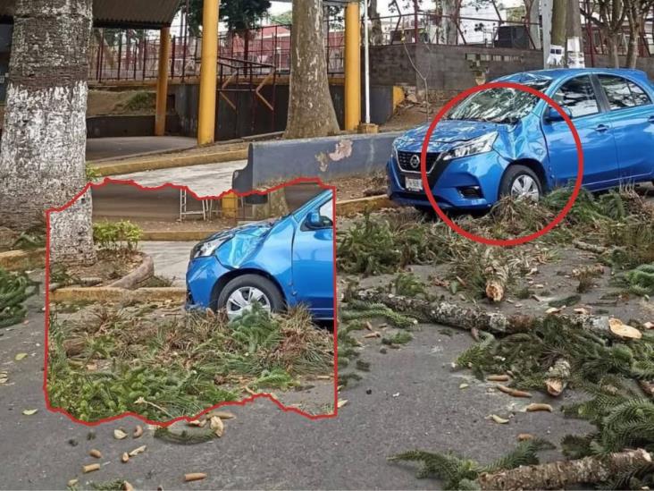 ¡Por poquito! Rama de árbol cae sobre un auto en Huatusco; ¿y los ocupantes?