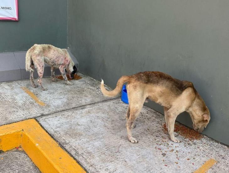 Así es como un grupo de jóvenes en Villa Cuichapa se organiza para ayudar a animalitos callejeros