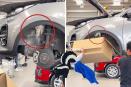 Quedó en VIDEO; zorrillo causa caos en agencia de autos de la CDMX