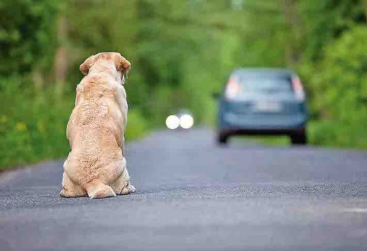 Dueños abandonan a sus perros al salir de vacaciones, alerta Albergue La Roca