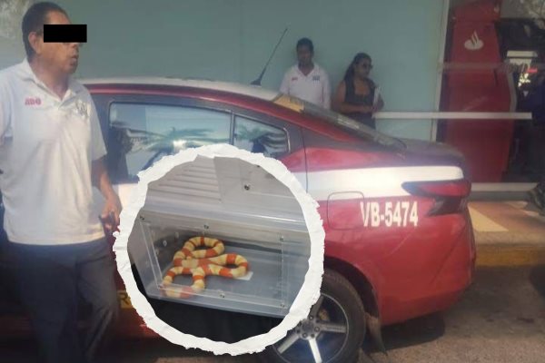 Taxista de Veracruz atropella maleta con serpientes y se da a la fuga