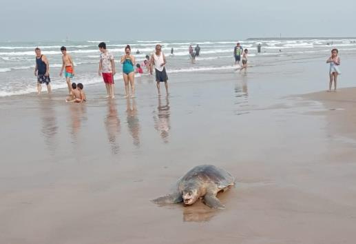 Tortugas lora mueren golpeadas durante temporada de anidación en Tuxpan