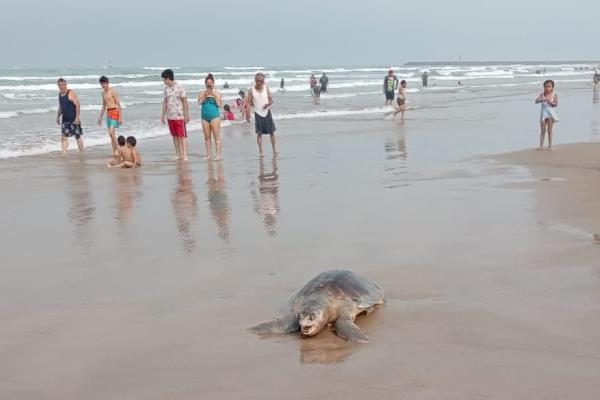 Tortugas lora mueren golpeadas durante temporada de anidación en Tuxpan