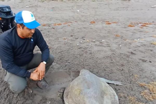 En 24 horas, dos tortugas lora mueren en playa de Nautla