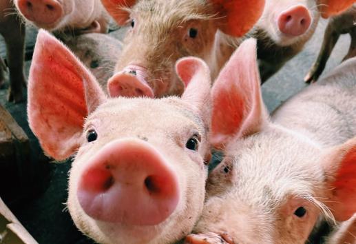 ¿Qué significa la expresión ´poner como lazo de cochino´?