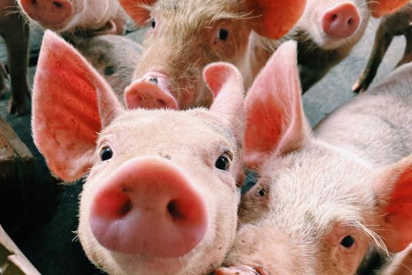 ¿Qué significa la expresión ´poner como lazo de cochino´?
